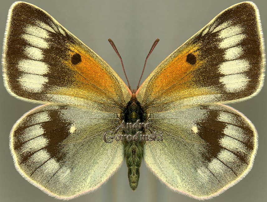 http://www.gorodinski.ru/pieridae/Colias christophi.jpg